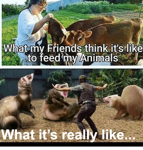 Feed.jpg