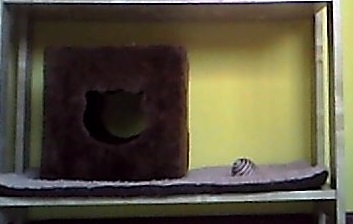 Smokey's nieuwe "poezenmandje"