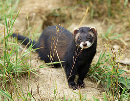 266px-Mrs Polecat.jpg