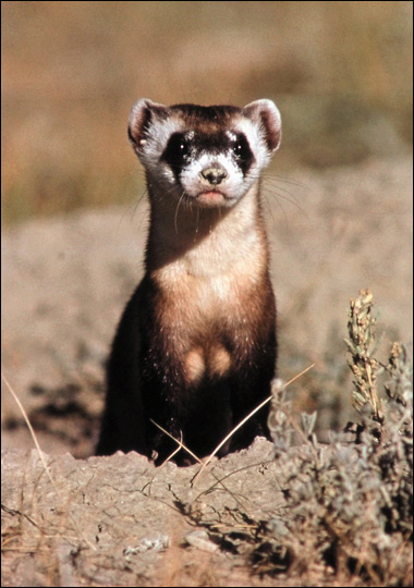 Black footed ferret.jpg