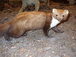 266px-Beech Marten.jpg