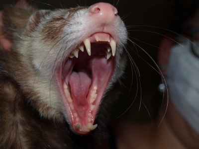 Ferretteeth 2.jpg