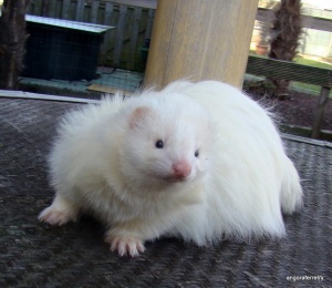 Angora (DEW).JPG