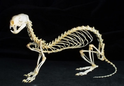 Ferret-skeleton-lg.jpg