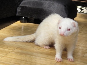 Heintje albino.jpg